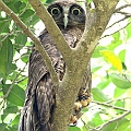 Rufous Owl (male) on Fig Tree (benjamina) in Les Davies Park アカチャアオバズク<br />Canon EOS 7D + EF300 F2.8L III + EF1.4xII
